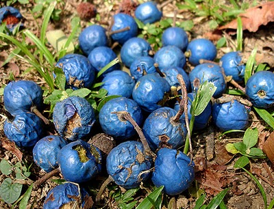 Файл:Rudraksha fruit.jpg