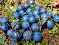 Rudraksha fruit.jpg