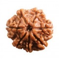 Rudraksha 6 mukhi.jpg