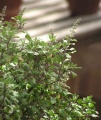 Ocimum tenuiflorum2.jpg